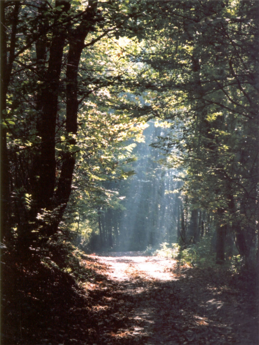 Forêt de Montmorency.